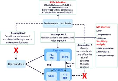 Causal associations of thyroid function and sudden sensorineural hearing loss: a bidirectional and multivariable Mendelian randomization study